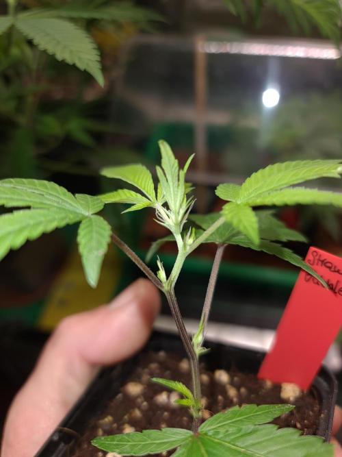 Number One Strain 🍓. Week 1