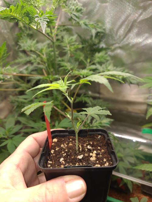 Number One Strain 🍓. Week 1