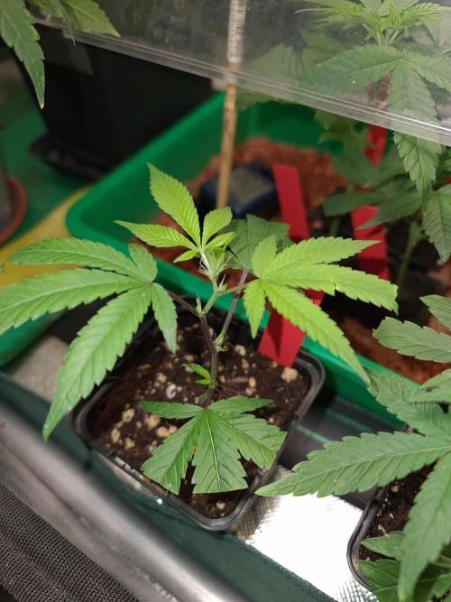 Number One Strain 🍓. Week 1