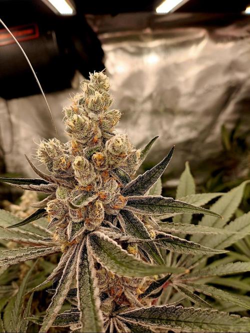 Number One Strain 🍓. Week 1 - Last run, harvested day 63