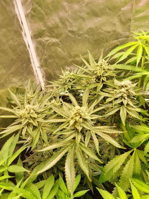 Connoisseur Genetics Cherry Diesel Skunk. Week 13