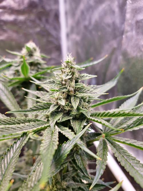 Connoisseur Genetics Cherry Diesel Skunk. Week 13