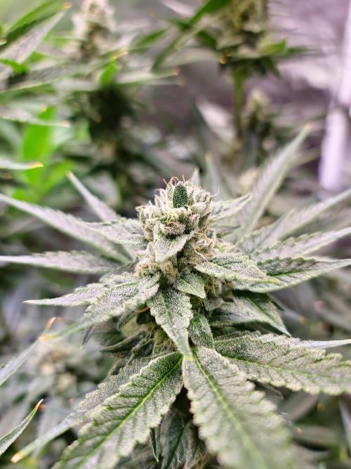 Connoisseur Genetics Cherry Diesel Skunk. Week 13