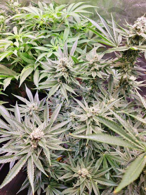 Connoisseur Genetics Cherry Diesel Skunk. Week 13
