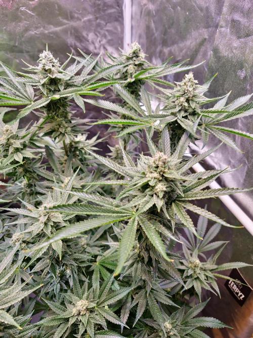 Connoisseur Genetics Cherry Diesel Skunk. Week 13