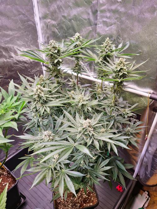 Connoisseur Genetics Cherry Diesel Skunk. Week 13