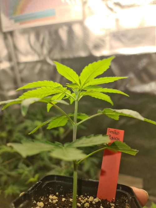 Pomelo Punch. Week 1