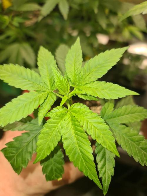 Pomelo Punch. Week 1