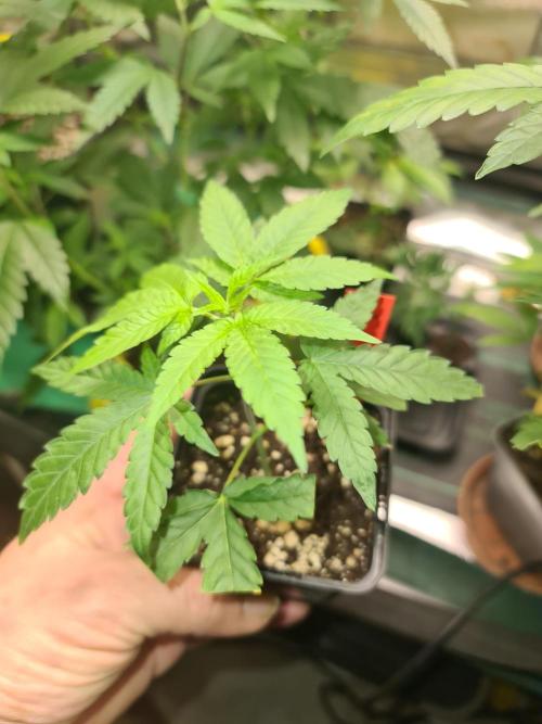 Pomelo Punch. Week 1