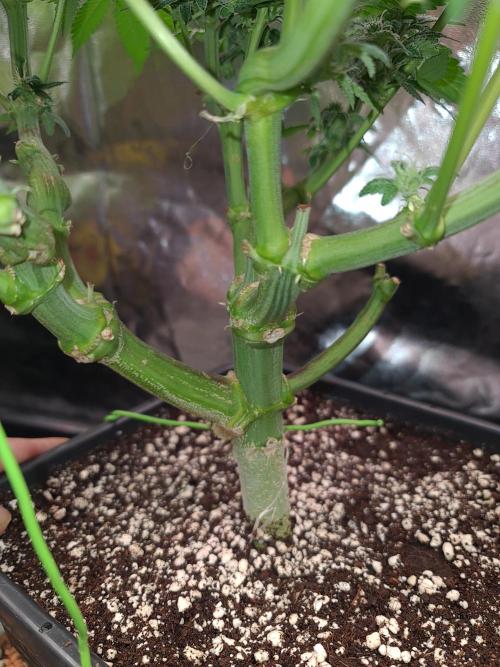 Connoisseur Genetics Cherry Diesel Skunk. Week 13