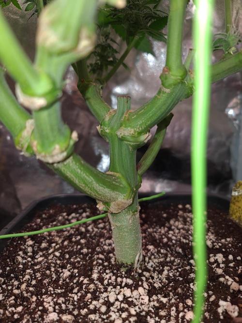 Connoisseur Genetics Cherry Diesel Skunk. Week 13