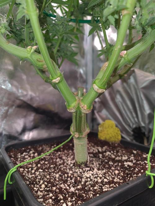 Connoisseur Genetics Cherry Diesel Skunk. Week 13