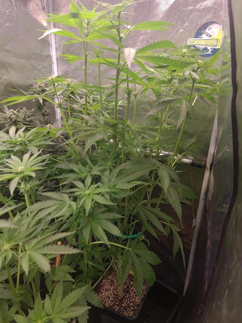 Bloom&Seed.Co. Week 9