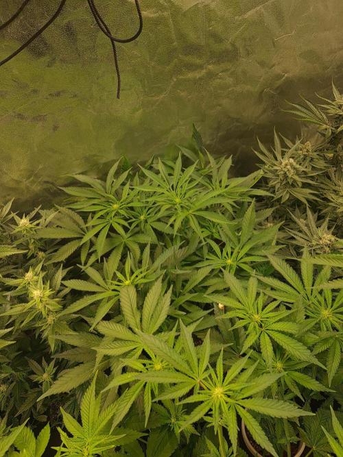 Bloom&Seed.Co. Week 9