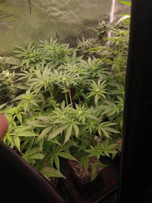 Bloom&Seed.Co. Week 9