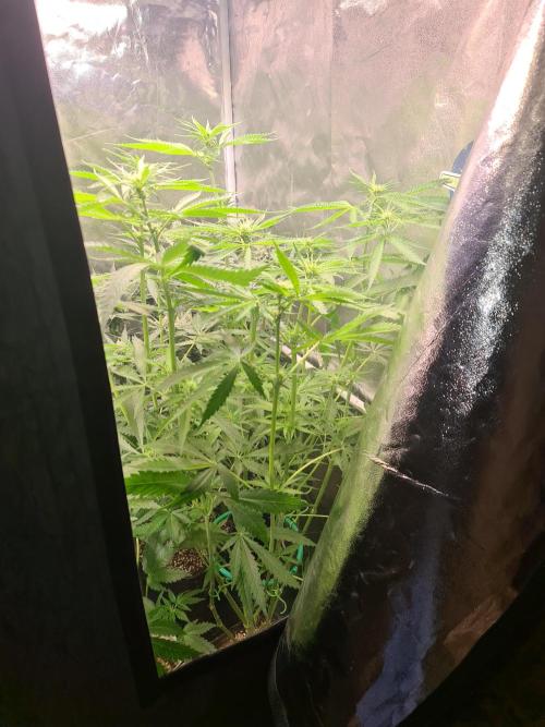 Bloom&Seed.Co. Week 9