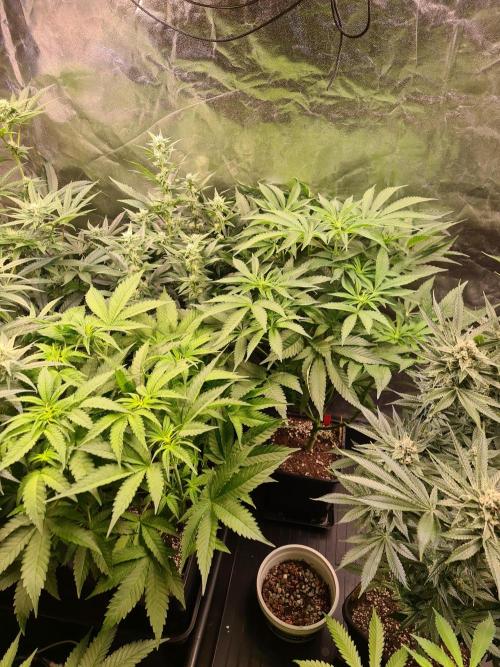 Bloom&Seed.Co. Week 9