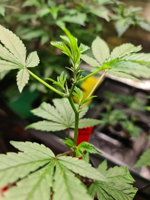 Number One Strain 🍓. Week 2