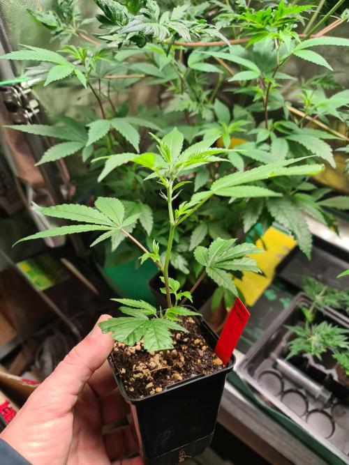 Number One Strain 🍓. Week 2