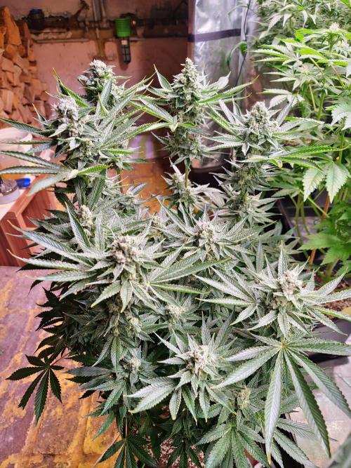 Connoisseur Genetics Cherry Diesel Skunk. Week 14