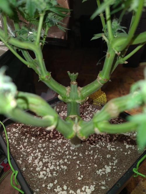 Connoisseur Genetics Cherry Diesel Skunk. Week 14