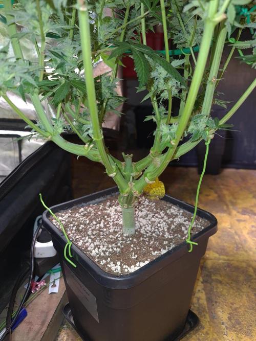 Connoisseur Genetics Cherry Diesel Skunk. Week 14