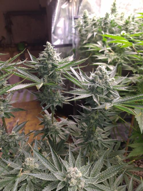 Connoisseur Genetics Cherry Diesel Skunk. Week 14