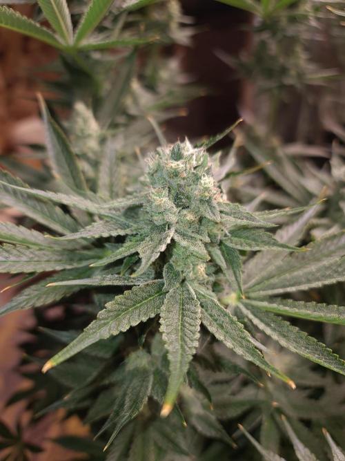 Connoisseur Genetics Cherry Diesel Skunk. Week 14