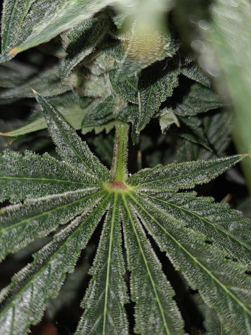 Connoisseur Genetics Cherry Diesel Skunk. Week 14