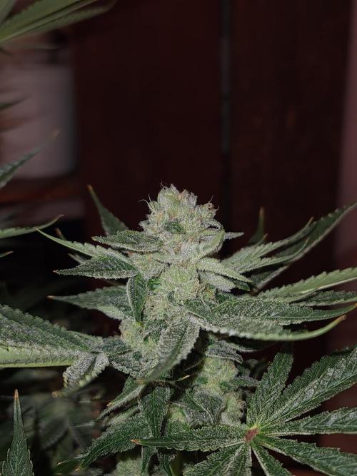 Connoisseur Genetics Cherry Diesel Skunk. Week 14