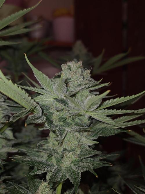 Connoisseur Genetics Cherry Diesel Skunk. Week 14