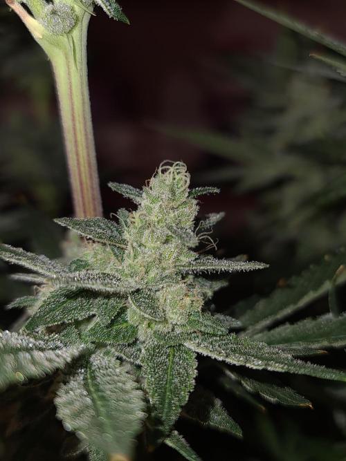 Connoisseur Genetics Cherry Diesel Skunk. Week 14