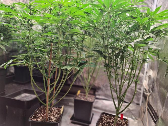 Bloom&Seed.Co. Week 10