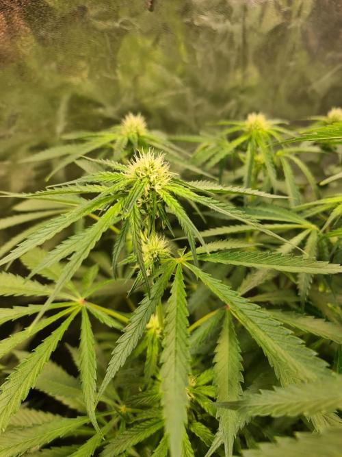 Bloom&Seed.Co. Week 10