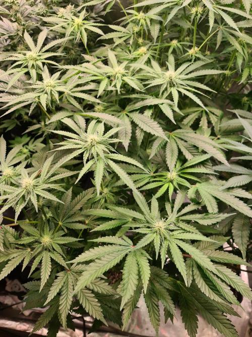 Bloom&Seed.Co. Week 10