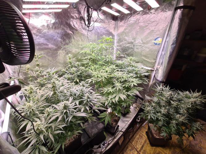 Bloom&Seed.Co. Week 10