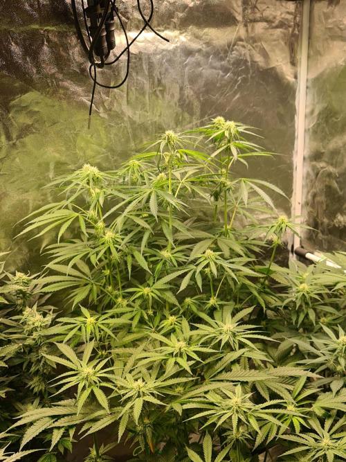 Bloom&Seed.Co. Week 10