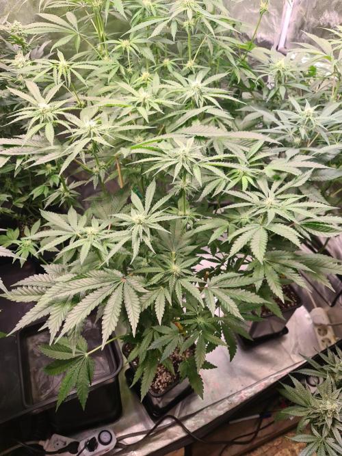 Bloom&Seed.Co. Week 10