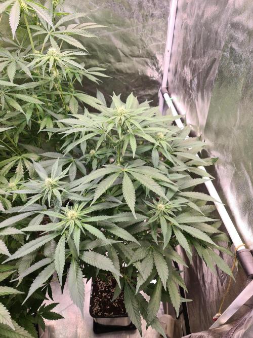 Bloom&Seed.Co. Week 10