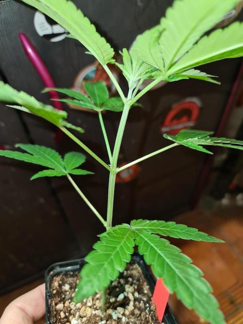 Pomelo Punch. Week 2