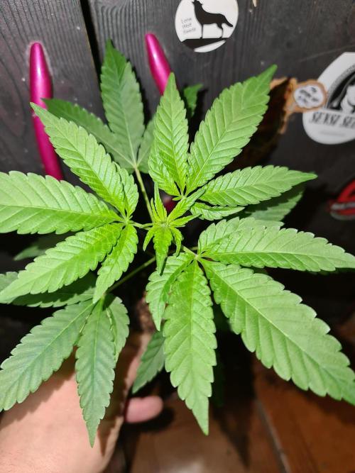 Pomelo Punch. Week 2