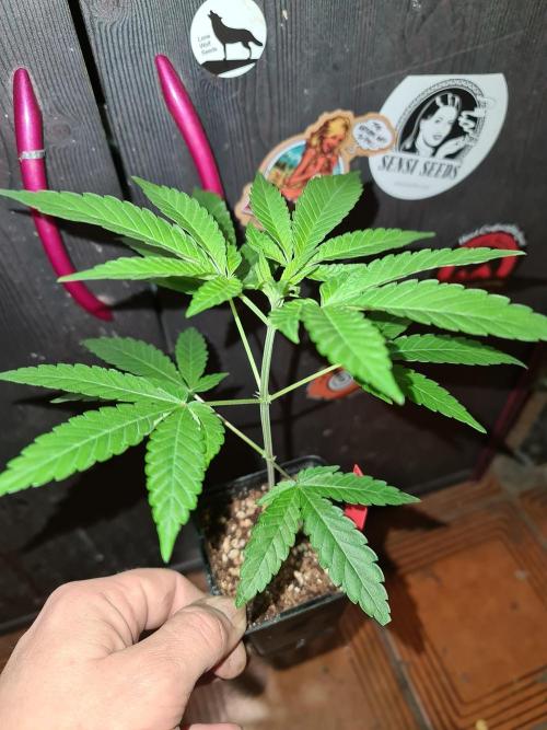 Pomelo Punch. Week 2