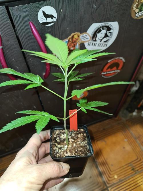 Pomelo Punch. Week 2