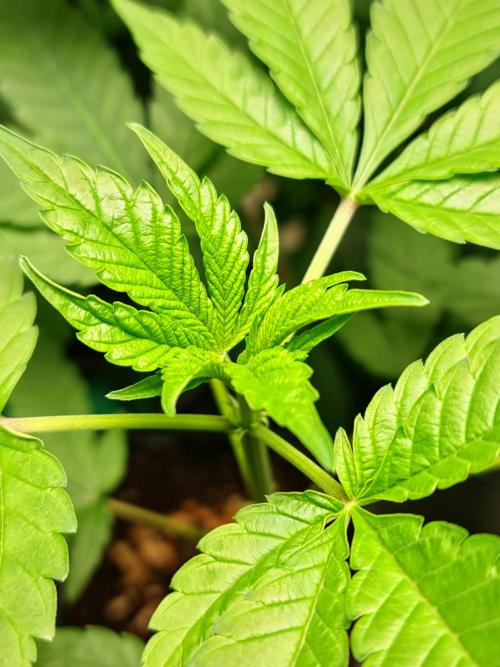 Pomelo Punch. Week 2