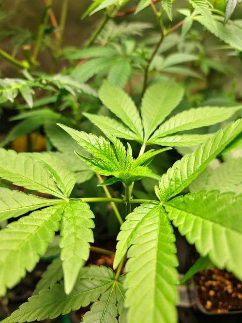 Pomelo Punch. Week 2