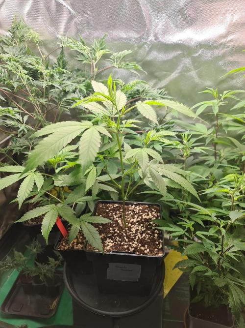 Number One Strain 🍓. Week 3