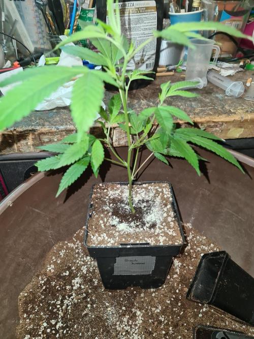 Number One Strain 🍓. Week 3