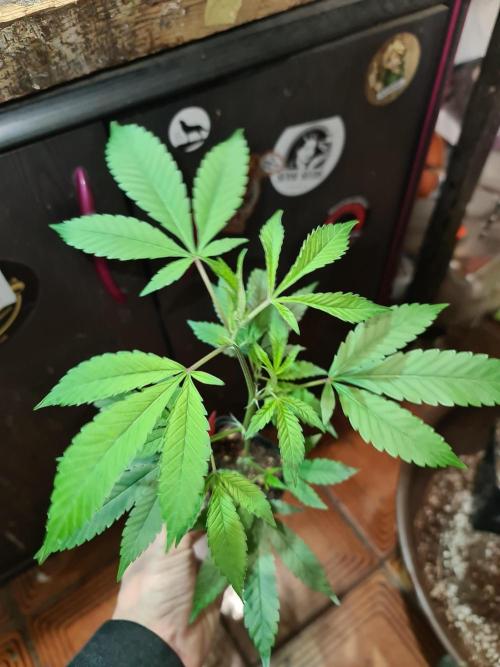 Number One Strain 🍓. Week 3