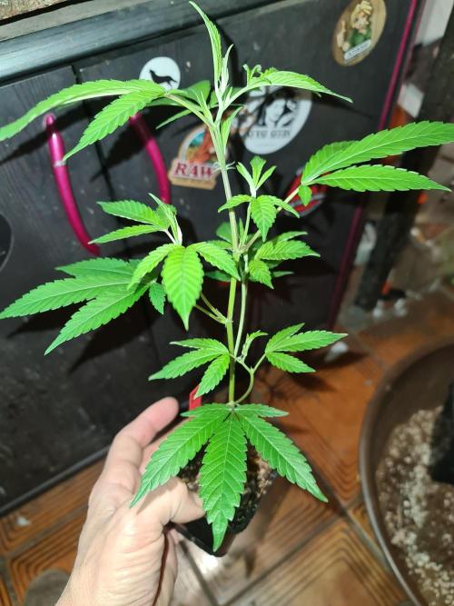 Number One Strain 🍓. Week 3