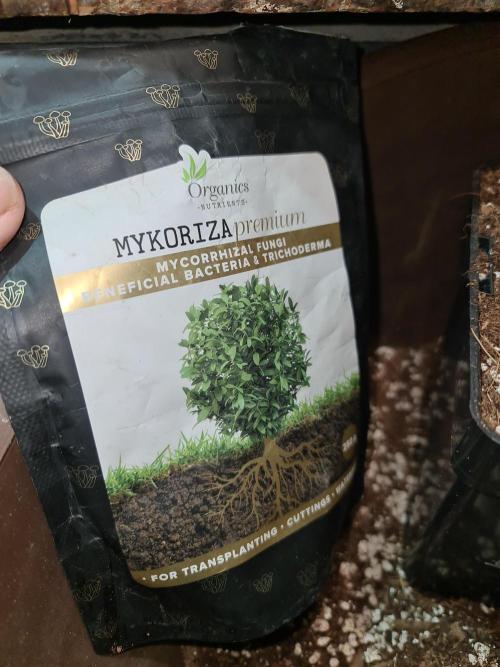 Number One Strain 🍓. Week 3